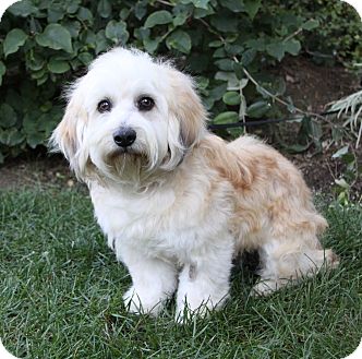 Newport Beach Ca Havanese Meet Ashton A Pet For Adoption Havanese Meet Ashton A Pet