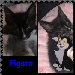 Thumbnail photo of Figaro (Jack) #1