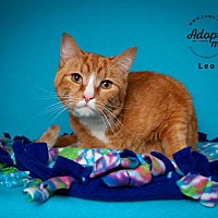adopt a pet