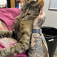 adopt a pet