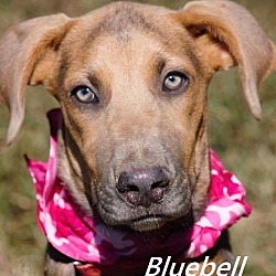 Thumbnail photo of Bluebelle in CT #3