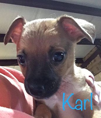 El Paso Tx Corgi Meet Karl A Pet For Adoption El Paso Tx Corgi Meet Karl A Pet For Adoption
