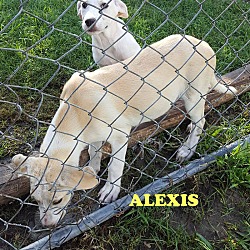 Thumbnail photo of Alexis AD 08-02-17 #4