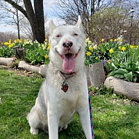 Free Spirit Siberian Rescue In Harvard Illinois