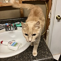 adopt a pet