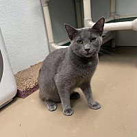 adopt-pet
