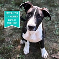 adopt a pet