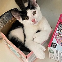 adopt a pet