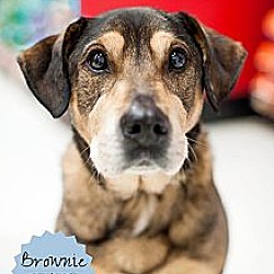 Thumbnail photo of Brownie - Adopted! #4