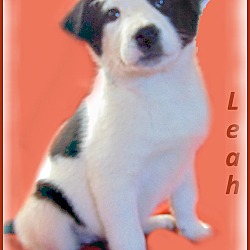 Thumbnail photo of Leah-Adoption Pending #2