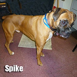 Thumbnail photo of Spike #2