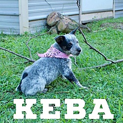 Thumbnail photo of Keba #1