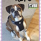 Boxer Puppies - Boxer Rescue and Adoption Near You