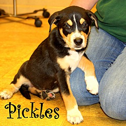 Thumbnail photo of Pickles ~ meet me! #2