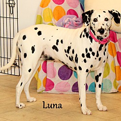 Thumbnail photo of Luna~adopted! #3
