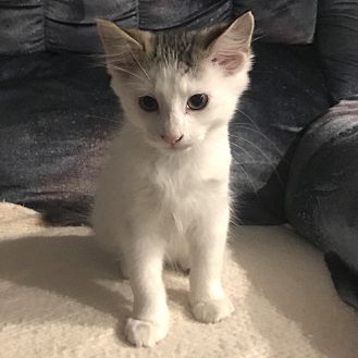 Adopt A Pet Petsmart Charities