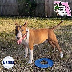 Thumbnail photo of Mango #2