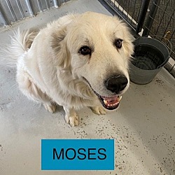 Photo of MOSES