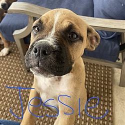 Thumbnail photo of Jessie - Adorable Face! #2