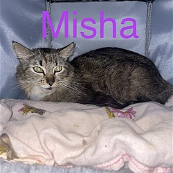Thumbnail photo of Misha #3