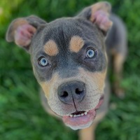 adopt a pet