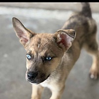 adopt a pet