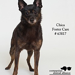 Thumbnail photo of Chica (Foster) #1