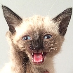 Photo of Mocha: A "Coffee Kitten"