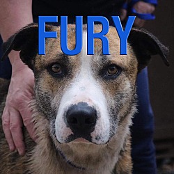 Thumbnail photo of Fury #1