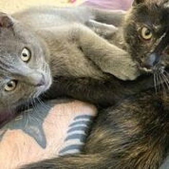 Adopt A Pet Petsmart Charities