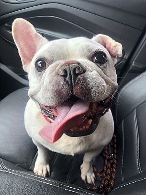 Madison Wi French Bulldog Meet Dumpling Adoption Hold A Pet For Adoption