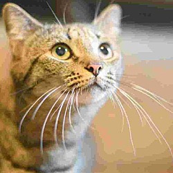 Cats Bridge To Rescue In Trevose Pennsylvania