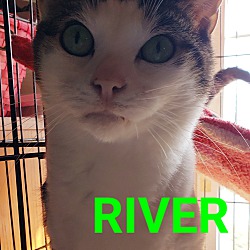 Photo of River