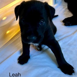 Thumbnail photo of Leah #1