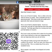 adopt a pet