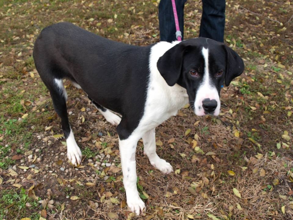 Farmington Mi Great Dane Meet Romeo A Pet For Adoption Adoptapet Com