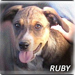 Thumbnail photo of Ruby- Adoption Pending #3