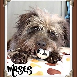 Photo of Moses -ADOPTED!
