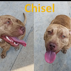 Photo of Chisel