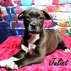 Thumbnail photo of Juliet~adopted! #1