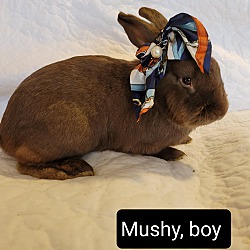 Photo of Mushy