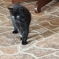 Photo of Kitten Licorice