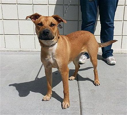 Ridgeback hotsell heeler mix