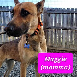 Thumbnail photo of Maggie (CAT FRIENDLY!!) #1
