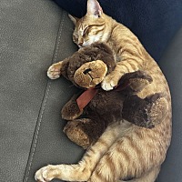 adopt a pet