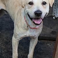 adopt a pet