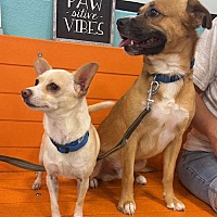 adopt-pet