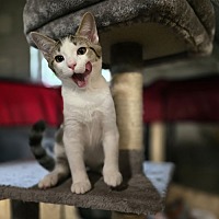 adopt a pet