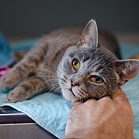 adopt a pet