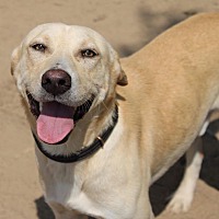 adopt a pet